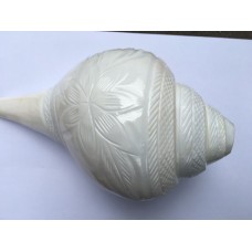 Very Large 8.5" Blowing Conch  Shell / Shankh