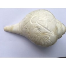 Large 7.5" Blowing Conch Shell / Shankh