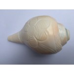 Large 5.5" Blowing Conch Shell / Shankh