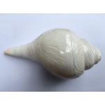 Large 6.5" Blowing Conch Shell / Shankh