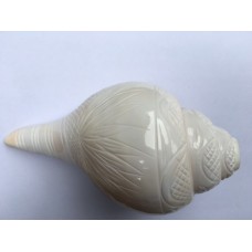 Large 6.5" Blowing Conch Shell / Shankh