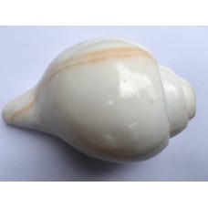 4.5" Blowing Conch Shell / Shankh