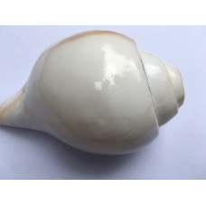 4.5" Blowing Conch Shell / Shankh