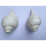 4.5" Blowing Conch Shell / Shankh