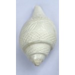 BATHING CONCH 3.5 Inch